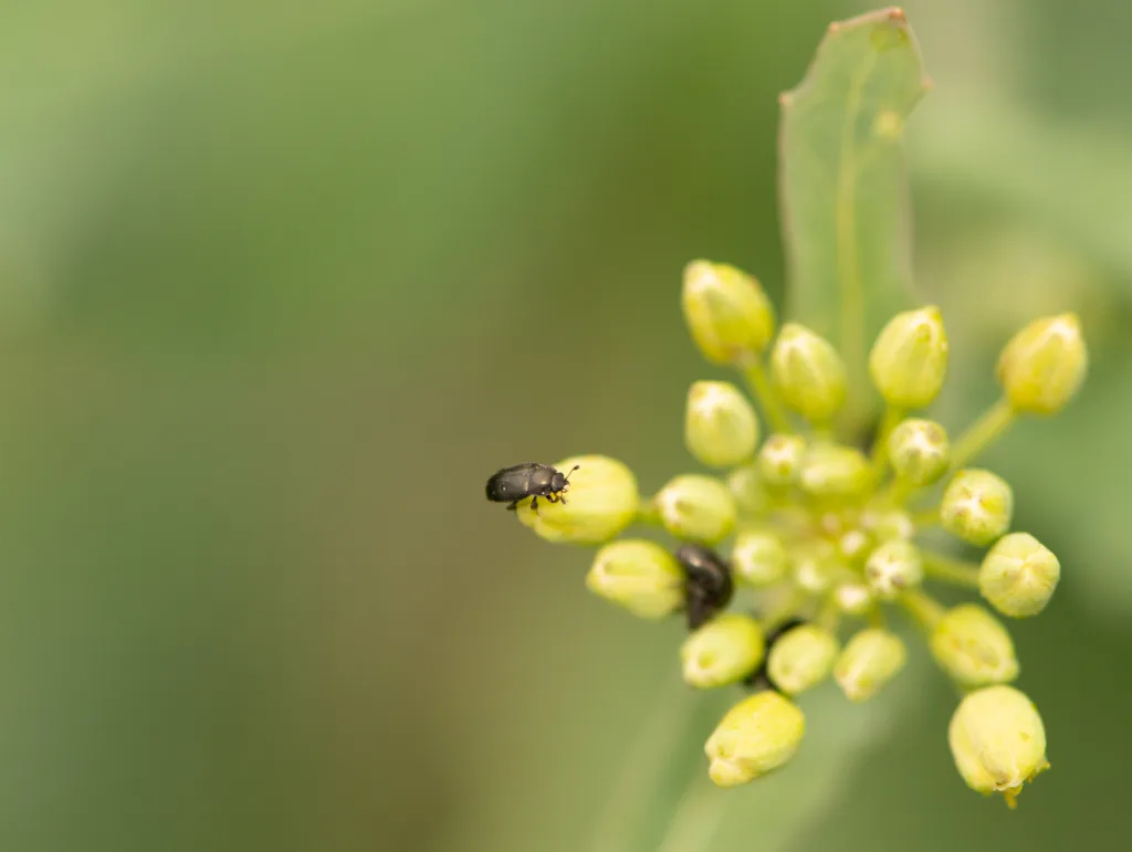 Høstraps blomstrer tidlig, noe som er avgjørende for å unngå store angrep av rapsglansbiller. Foto: Steffen Adler