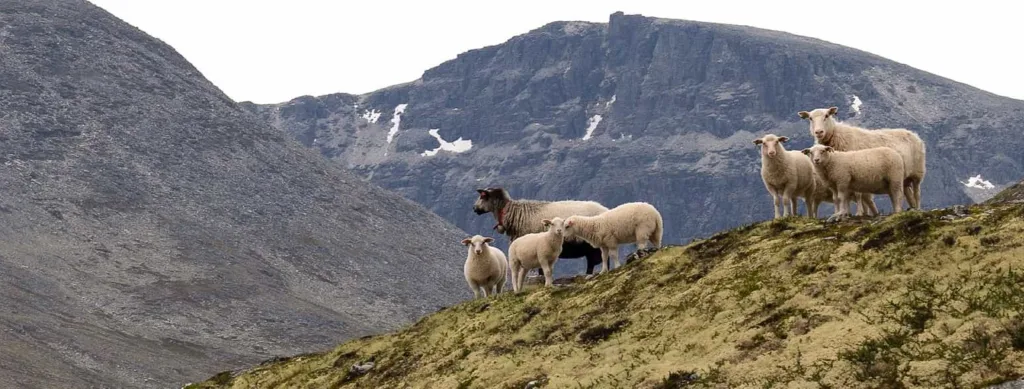 NOK MINERALER PÅ SOMMERBEITE: Den varierte kosten ute på sommerbeite gjør at mineralmangel stort sett ikke er noe problem på denne tiden av året.