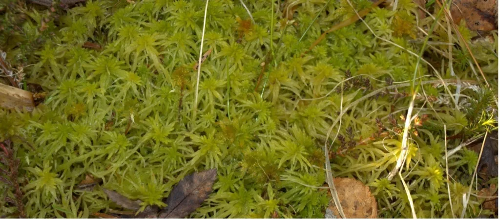 Torv fra myr er fortsatt det mest brukte vekstmediumet i Skandinavia. Foto: S.F. Pedersen