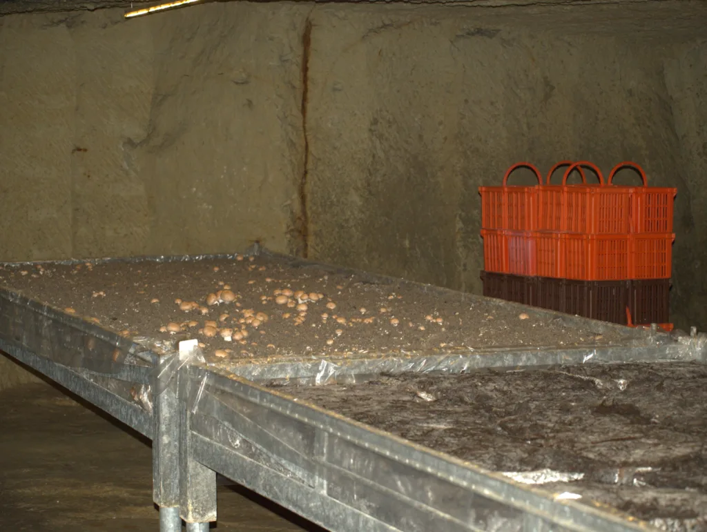 Kompost fra soppdyrking kan gjenbrukes til oppalsjord for småplanter. Foto: S.F. Pedersen