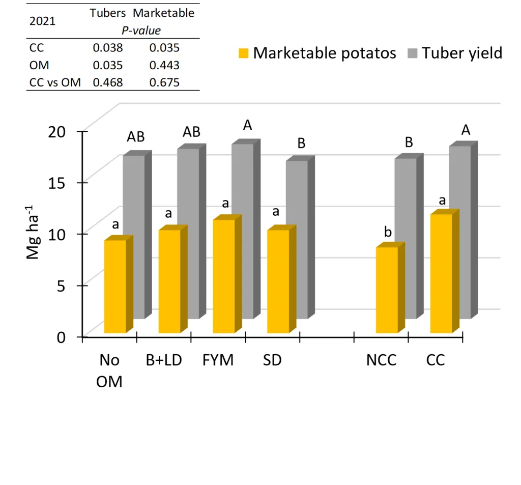 Figur 2. Knollavling (tonn/ha, grå søyler) og salgbar avling (tonn/ha, gule søyler) ved tilførsel av ulike typer organisk materiale sammenliknet med  kontroll-behandling (No OM), og på tvers av behandlinger med fangvekst (CC) eller uten fangvekst (NCC), etter 4 måneders lagring av potetene i 2021. B + LD = biokull med flytende råtnerest, FYM = hestemøkk og SD = fast råtnerest. Ulike bokstaver viser statistisk sikker forskjell mellom behandlinger. Innsatt tabell er p-verdiene for effekten av OM og CC og samspillet mellom disse faktorene (CC × OM) på knoll- og salgbar avling