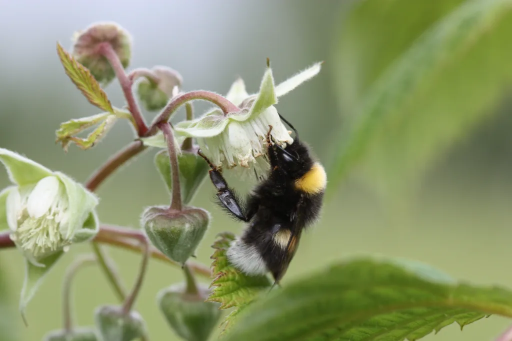 Jordhumle som suger nektar fra en bringebærblomst og på samme tid pollinerer blomsten med pollen fra en annen plante. Foto: Atle Wibe