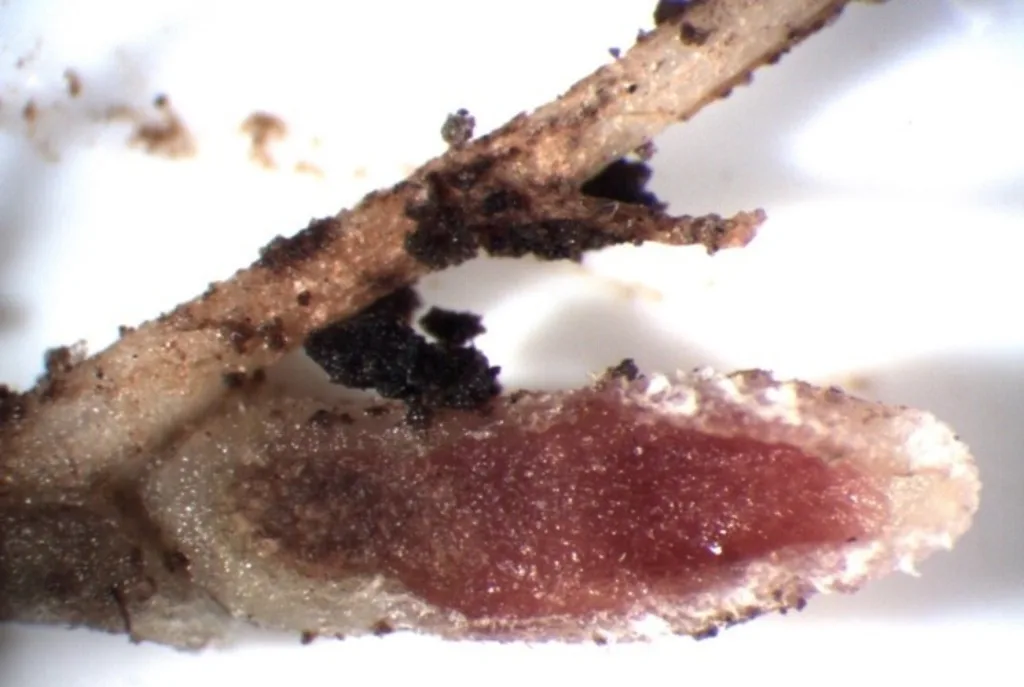 Knoller som aktivt samler nitrogen er lakserøde inni. Foto: Reidun Pommeresche, NORSØK