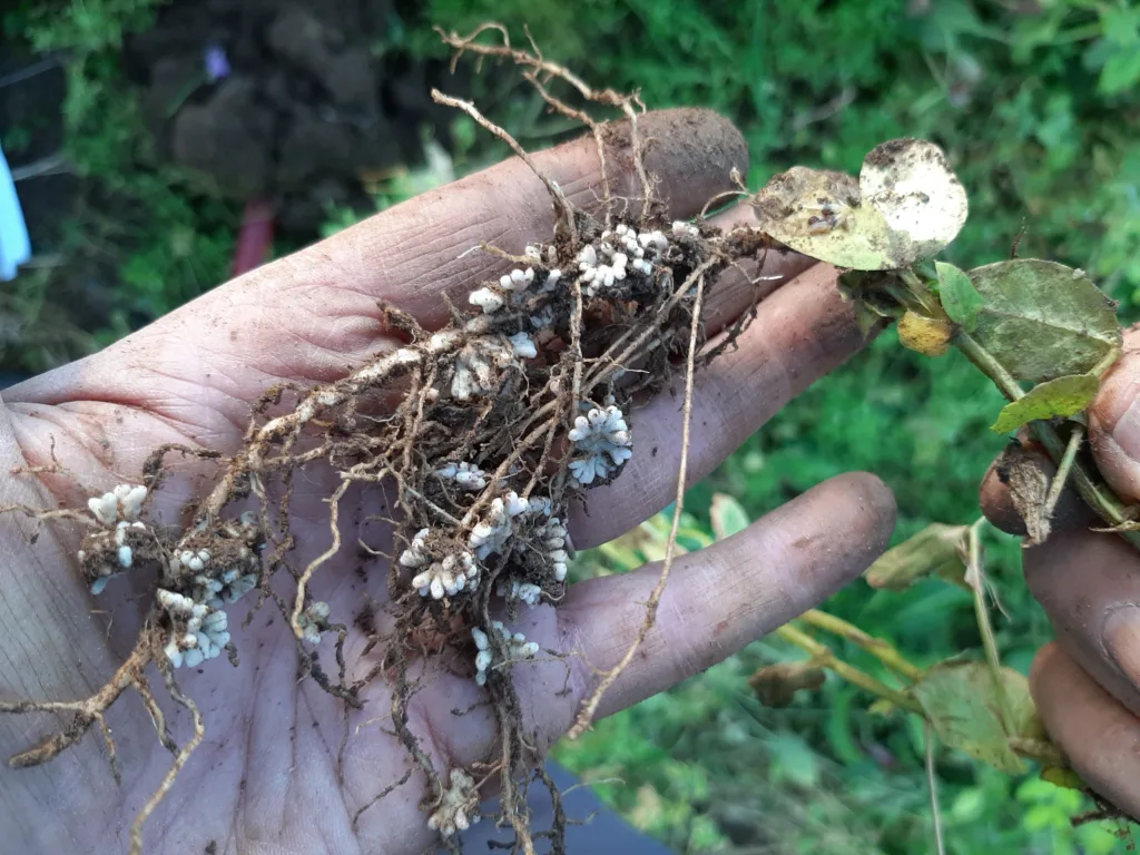 Knoller med Rhizobium-bakterier på røttene til en vinterert-plante, dyrket i Sør-Troms. Foto: Ragnhild Renna, NLR