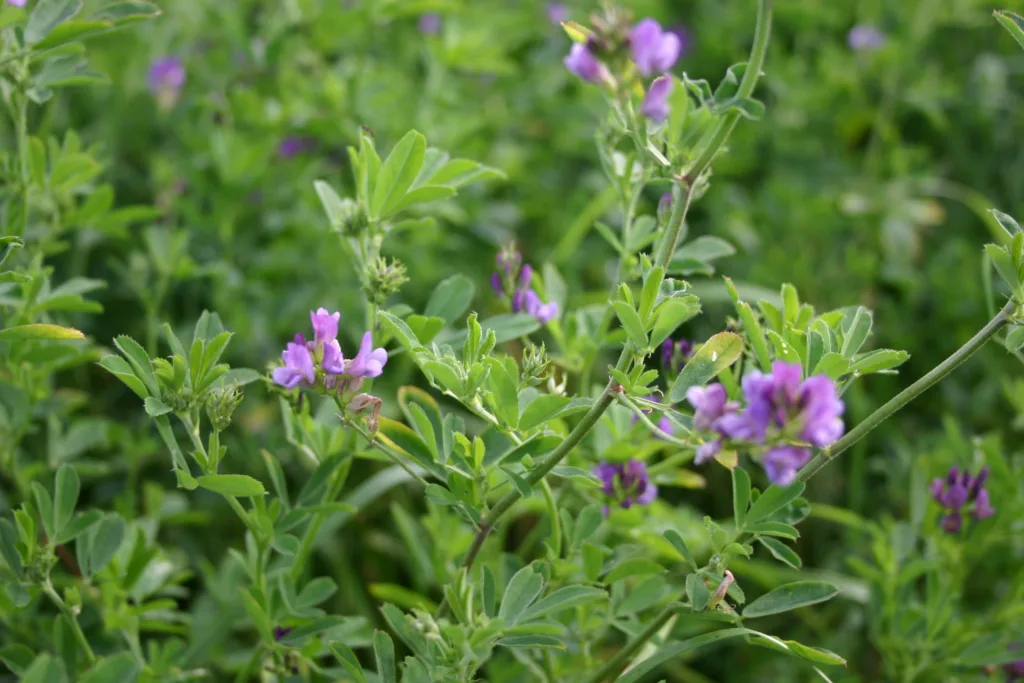 Luserne gir god fôrkvalitet og har vakre, blålilla blomster. Foto: Ievina Sturite, NIBIO