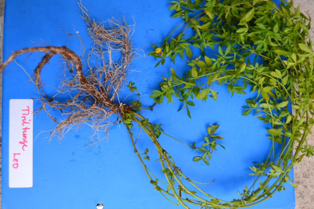 Tiriltungeplante, av sorten Leo. Foto: Ragnhild Renna, NLR