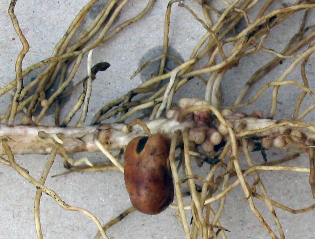 Nitrogenfikserende bakterieknoller i rota