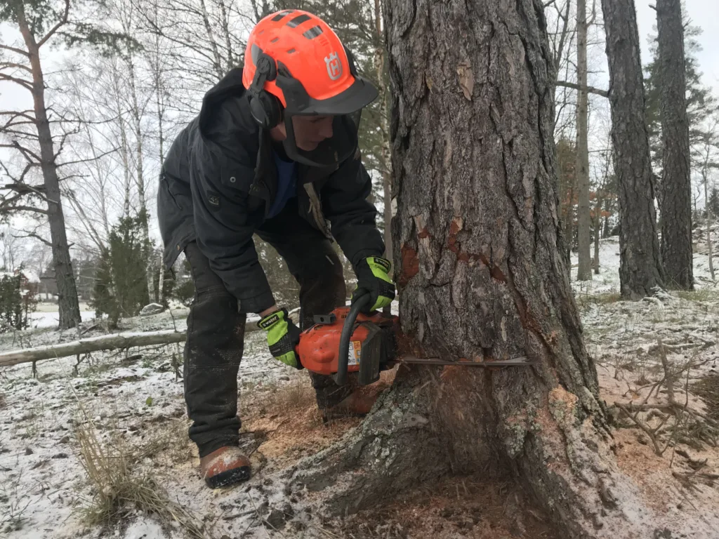 Familieaktivitet: Erica Torninger, gartner, og kona, til Emil, feller en furu i Rävbacken som en del av restaureringsarbeidet.