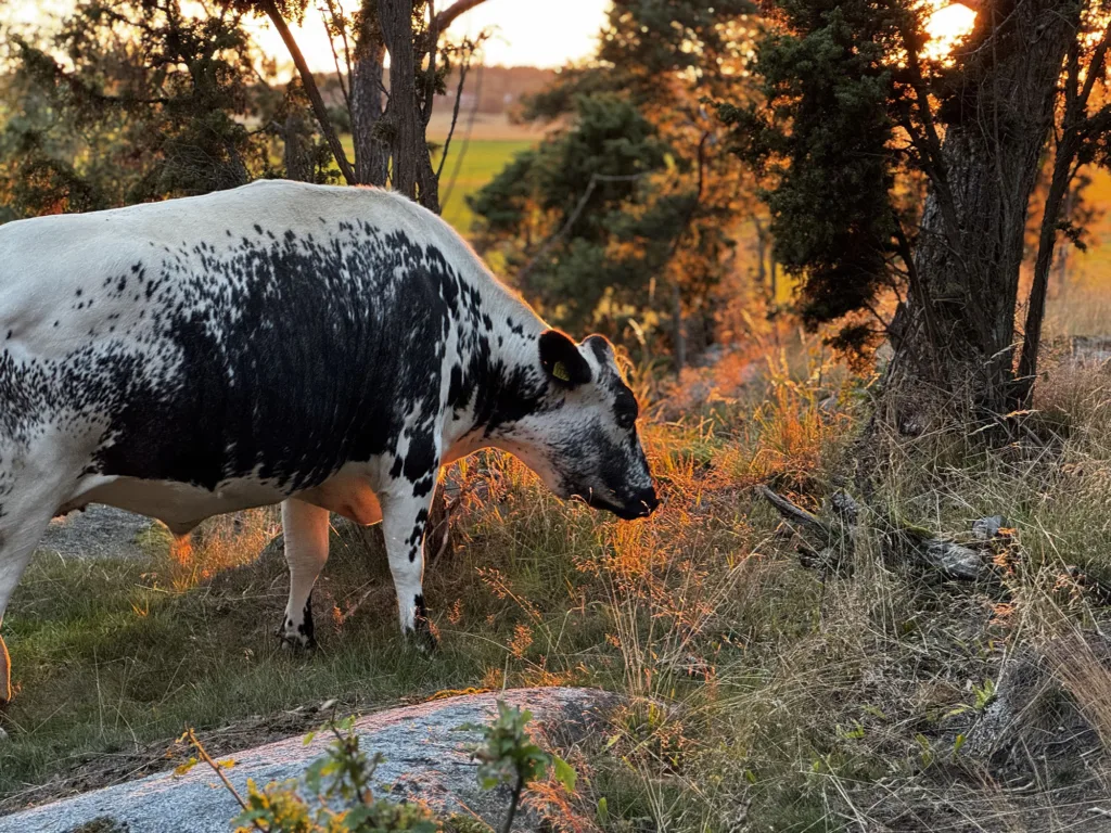 Oksen Viktor har vært en stor hjelp i restaureringen av Rävbacken.