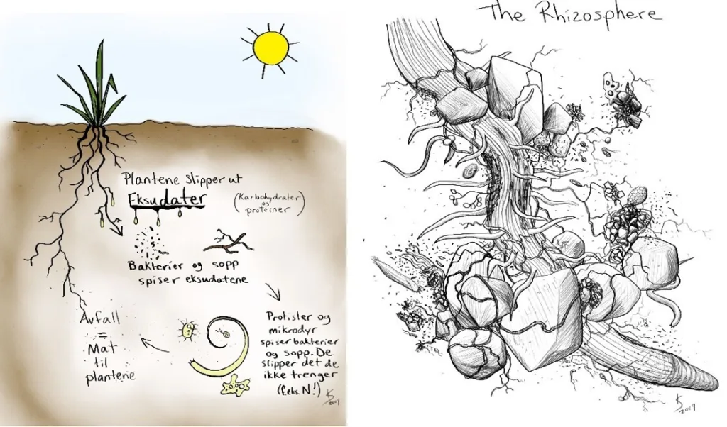 Figur 1. Næringsomsetning (tv) og aggregatdannelse (th) er økosystemtjenester levert av et samspill mellom jord, planter og jordliv. Her skissert av Katelyn Solbakk, Mikroliv.