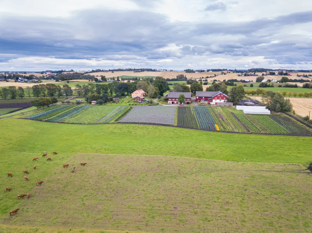 Gården Alm Østre i Stange er en av de eldste og største biodynamiske gårdene i Norge, med mjølkekyr, sau, gris og høns og dyrking av grovfôr, korn og mange ulike grønnsaker. Produktene selges bla. i gårdsbutikken. Foto: Sebastian Bühler