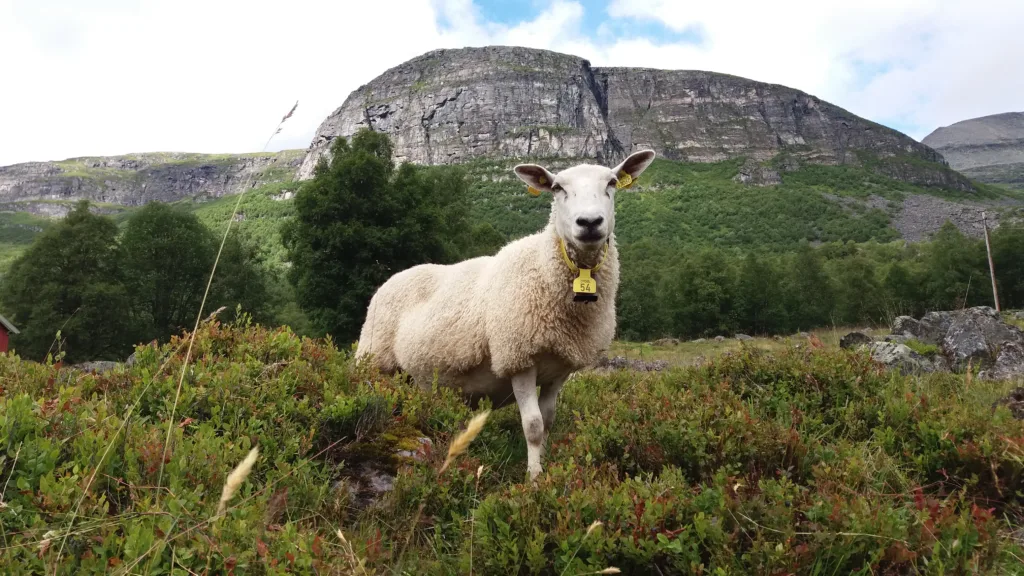 Sauehold i Norge betyr produksjon av kjøtt og ull på utmarksbeite. Fôrressursene i utmarka kan vi ikke nytte uten hjelp av drøvtyggere. Foto: Rose Bergslid