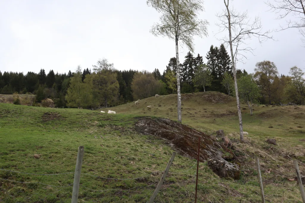 Sau på vårbeite tidlig i mai. Foto: Rose Bergslid