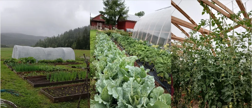 Med andelslandbruk og markedshage blir det dyrket mange ulike grønnsaker på gården