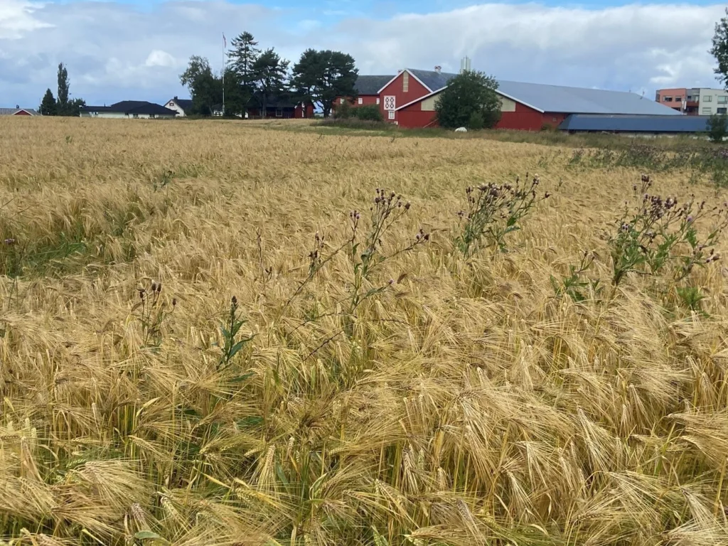 Brage bygg etter en vanskelig sommer med mye regn på forsommeren. Kornet ble gjødslet med 3 kg N i pelletert hønsegjødsel (8-3-5 + svovel) samt granulert kalk, og det ble tilført kompostekstrakt ved såing. Forfrukt var åkerbønne og halmen ble liggende igjen.