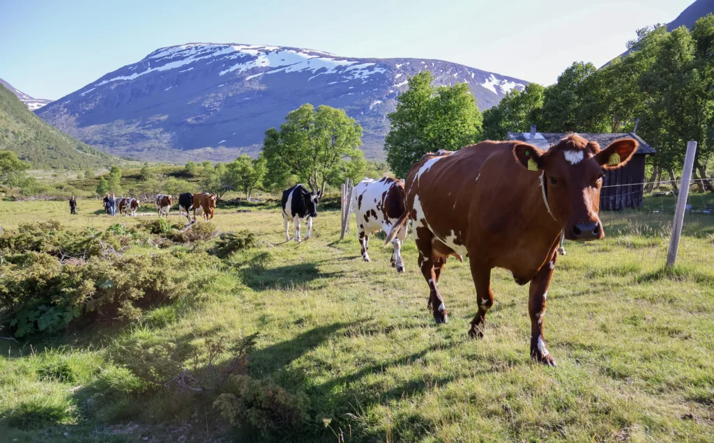 Beiting i fjellet: Kyrne holder kulturlandskapet åpent og bidrar til å bevare det unike artsmangfoldet i Grøvudalen