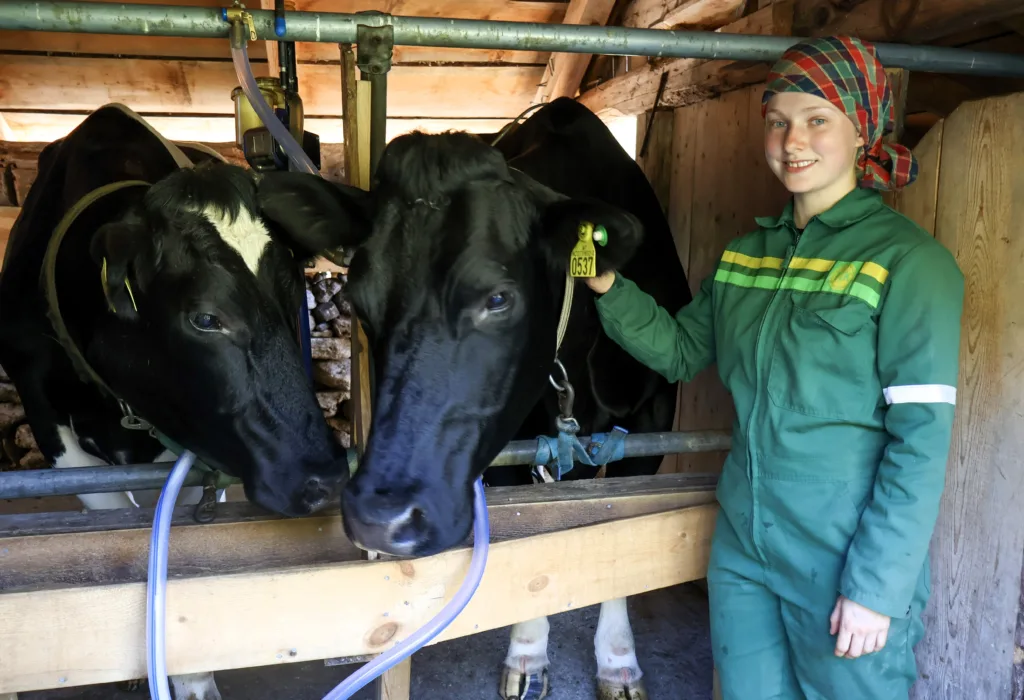 Fjøsstellet morgen og kveld er grunnlaget for alt som lages på setra. Her melker budeie Marie kyrne før melka foredles til ost, smør og rømme