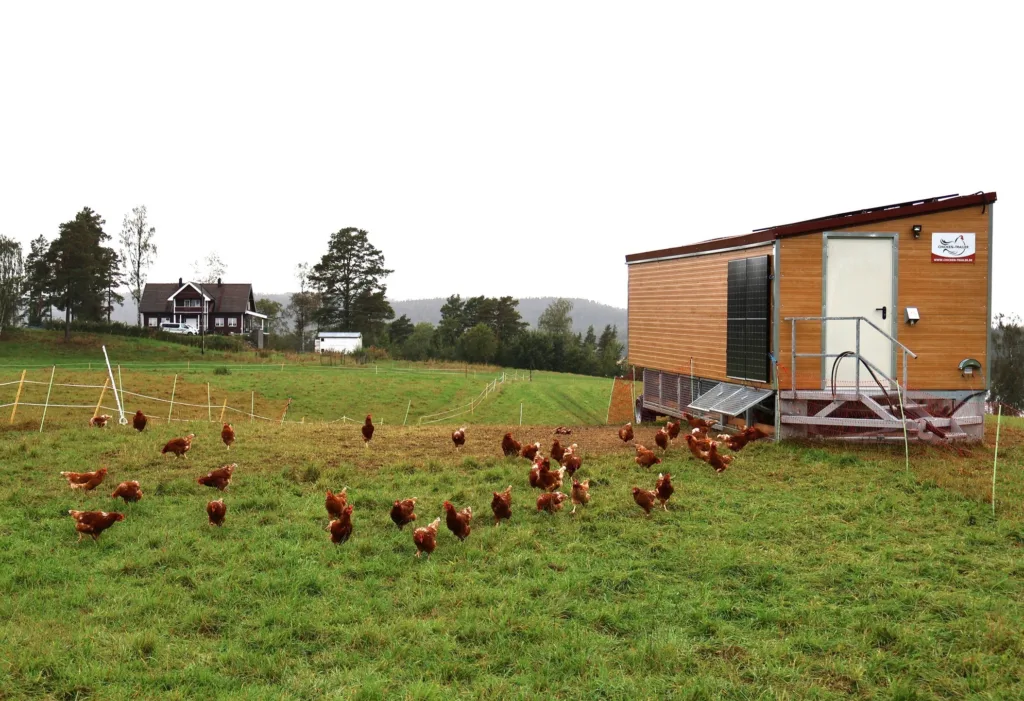 Her er det ene mobile hønsehuset med brune Lohmann-verpehøns på beite med nettinggjerde.