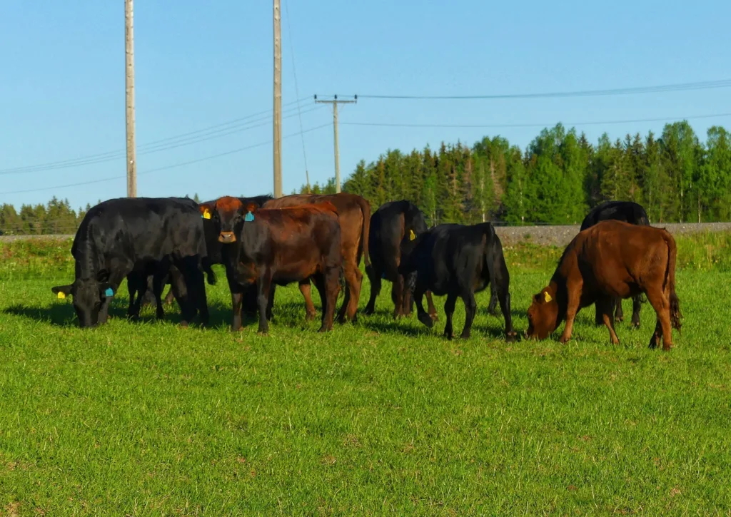 Hos Mellom Fange Gård blir Dexter-oksene kastrert slik at de får være ute på beite.