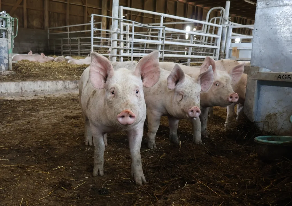 Økologiske slaktegriser på Mellom Fange Gård