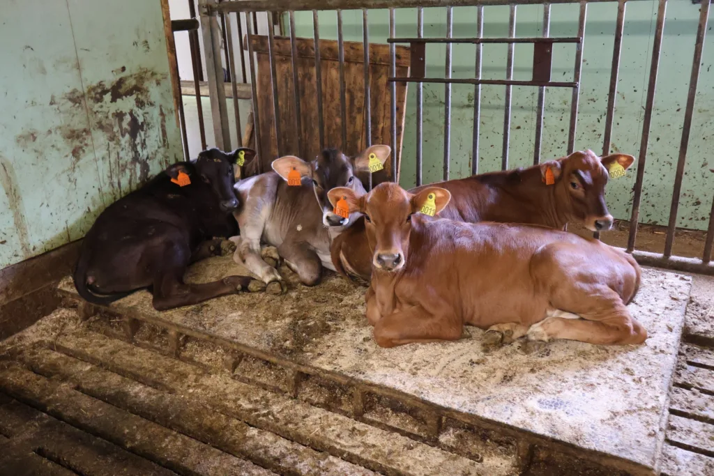 Litt større kalver i binge med liggepall