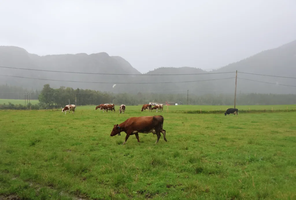 Melkekyrne på beite ved fjøset