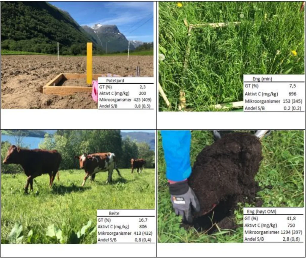 Bilder fra steder der jorda ble testet med ulike jordhelsetester sommeren 2021. I rammene vises innholdet av organisk materiale som % glødetap (GT), aktivt karbon, mikroorganismer og andel sopp (S)/ bakterier (B). Verdiene for mikrorganismer og andel sopp/bakterier målt med mikrobiometer (MBM,  µg mikrobielt C/g jord) står først, mens verdiene registrert manuelt hos Mikroliv (ML) står i parentes og er hele biomassen (µg/g jord) og ikke bare karbonfraksjonen. Foto Reidun Pommeresche & Tatiana Rittl