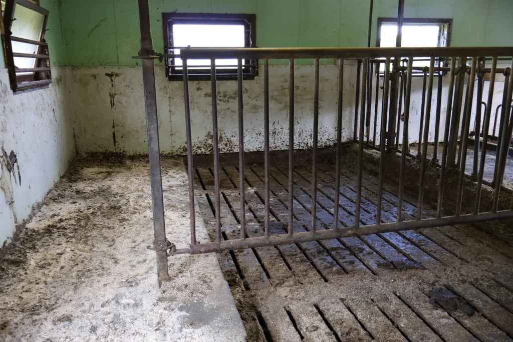 I oksebingen vil Snorre at oksene skal ha så god plass at alle kan ligge på liggepallen med strø samtidig