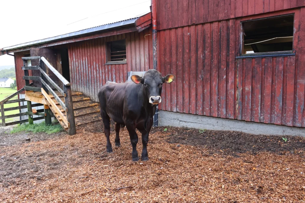 En av oksene ute i luftegården, med utgangen og rampa bak
