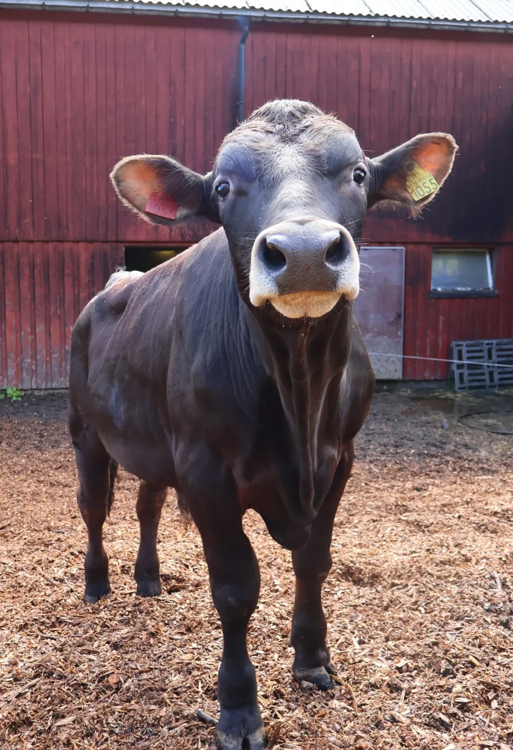 Oksene trives godt ute i luftegården