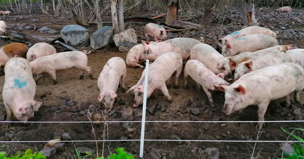 Grisene liker å rote i jorda. Trær, busker og planter hindrer erosjon og samler opp næringsstoffer. Foto: Kristin Sørheim