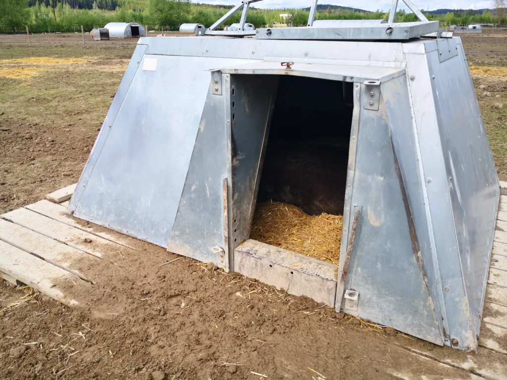 Bruk av isolerte hytter som kan flyttes rundt på beitet gir gode hvileplasser for grisene og hindrer for mye opptråkking av jorda rundt hyttene. Foto: Berit Blomstrand