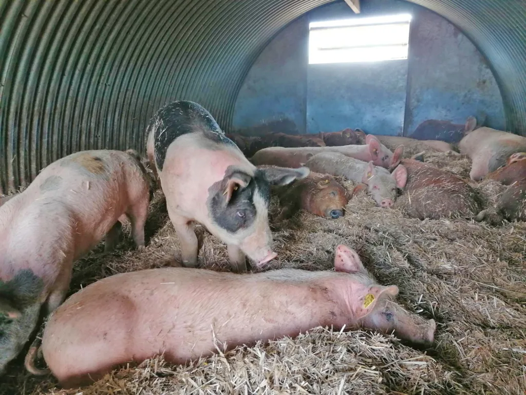 Rikelig med strø gir god trivsel i hyttene. Foto: Kristin Sørheim