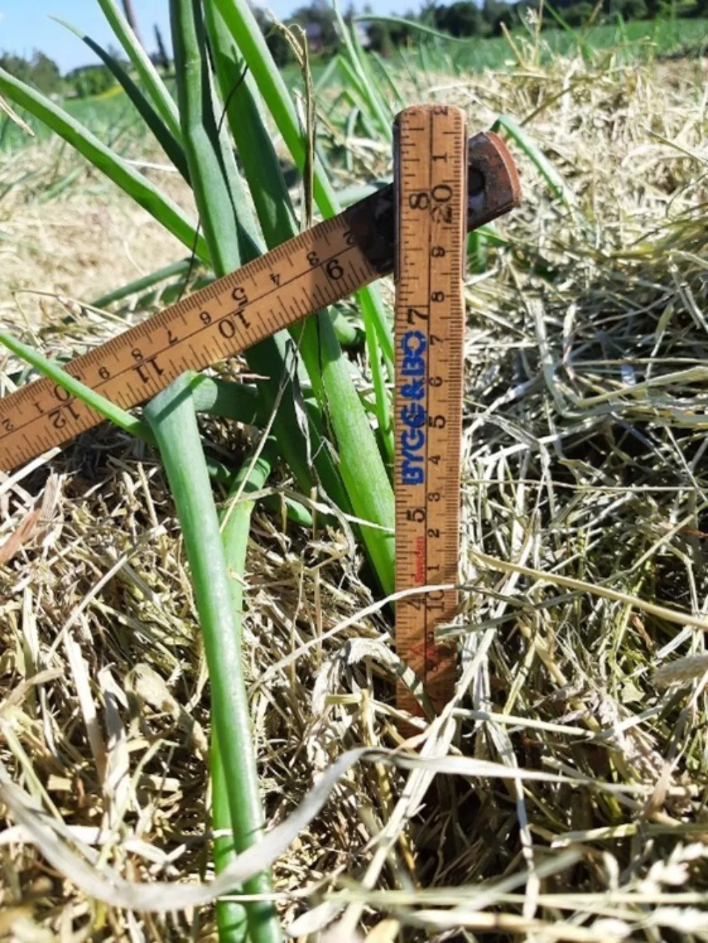 Måling av tykkelsen av plantehakk