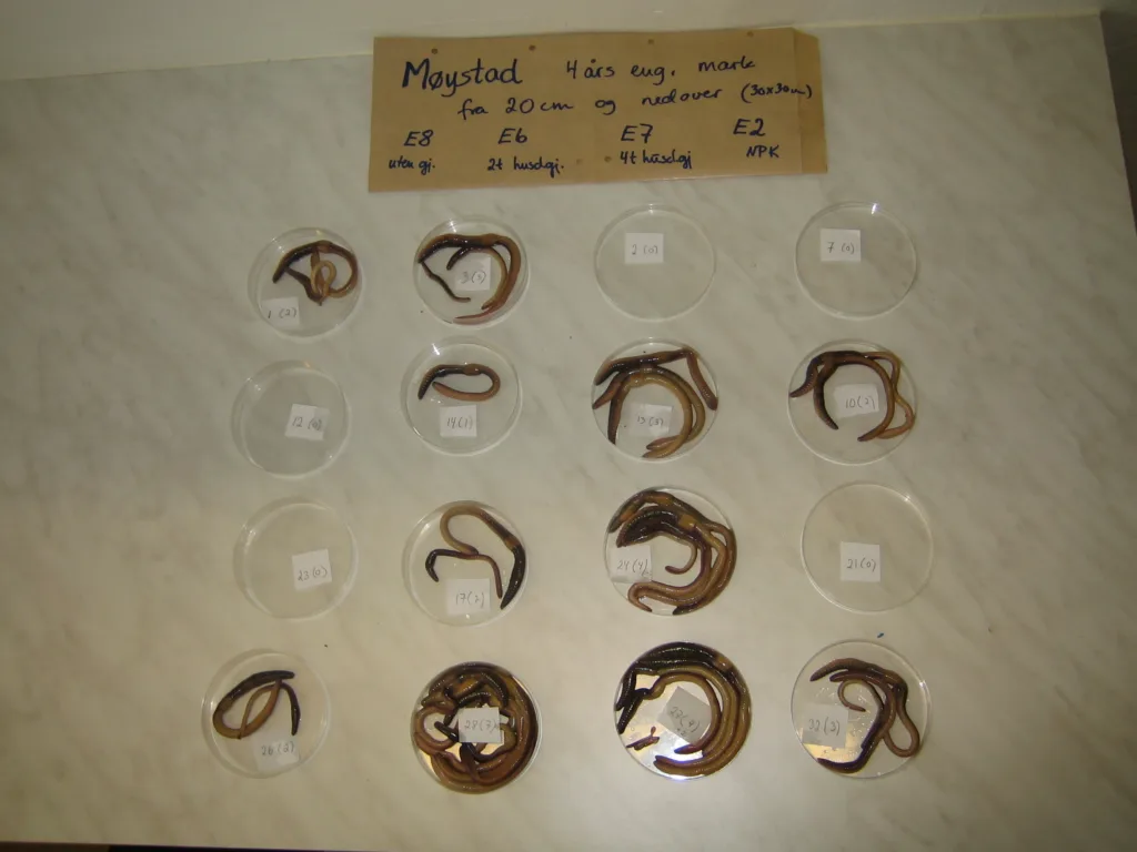 Antall meitemark i de forskjellige forsøksrutene varierte, og mengden meitemark var størst der det tidligere var gjødslet med husdyrgjødsel. Foto: Reidun Pommeresche