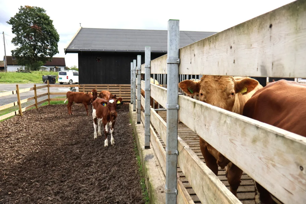 Både kalver og okser har fri tilgang til luftegård. Luftegården er inngjerdet med høyt og solid gjerde som hindrer at oksene kommer seg over eller gjennom. Både kalver og okser har fri tilgang til luftegård. Luftegården er inngjerdet med høyt og solid gjerde som hindrer at oksene kommer seg over eller gjennom.