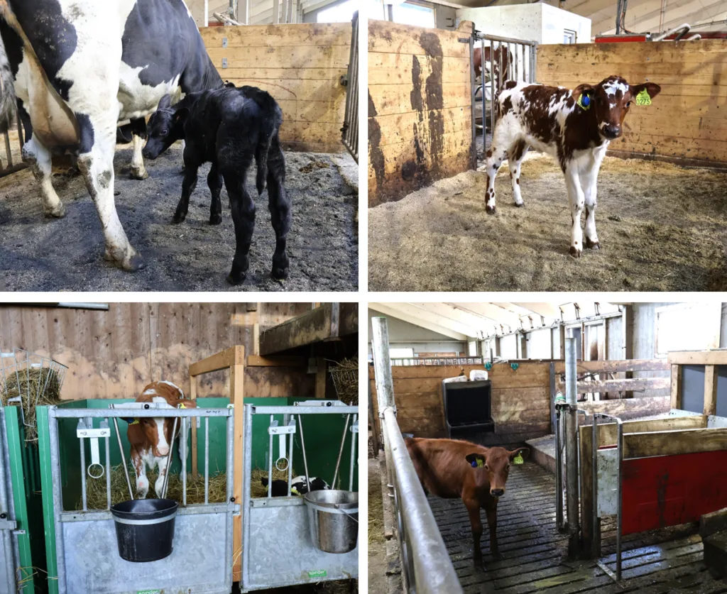 Kalvene går gjennom flere trinn fra fødsel til oppdrett: først sammen med mora i kalvingsbinge i tre døgn (ø.v.), deretter med gradvis avvenning fra mora med fortsatt fysisk kontakt (ø.h.), før de flyttes i små grupper i kalvebokser (n.v.). Fra 1,5–2 måneders alder går de over i gruppebinge med melkefôringsautomat og fri tilgang til luftegård (n.h.). Kalvene går gjennom flere trinn fra fødsel til oppdrett: først sammen med mora i kalvingsbinge i tre døgn (ø.v.), deretter med gradvis avvenning fra mora med fortsatt fysisk kontakt (ø.h.), før de flyttes i små grupper i kalvebokser (n.v.). Fra 1,5–2 måneders alder går de over i gruppebinge med melkefôringsautomat og fri tilgang til luftegård (n.h.).