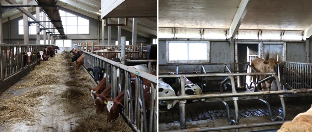 I fjøset er dyra delt etter alder og produksjon: melkekyrne står på venstre side av fôrbrettet, mens kalver, kviger og okser står på høyre side. Oksene har god plass, liggebåser med gummimatter og fri tilgang til luftegård. I fjøset er dyra delt etter alder og produksjon: melkekyrne står på venstre side av fôrbrettet, mens kalver, kviger og okser står på høyre side. Oksene har god plass, liggebåser med gummimatter og fri tilgang til luftegård.