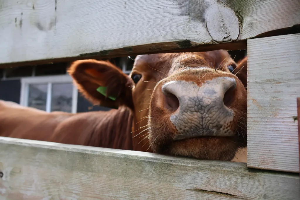Oksene er veldig nysgjerrige, og liker og komme seg ut for å få med seg det som skjer. Oksene er veldig nysgjerrige, og liker og komme seg ut for å få med seg det som skjer.