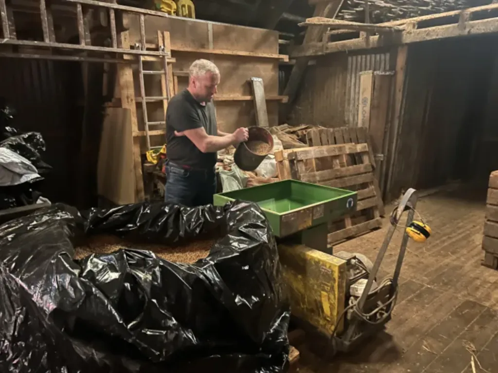 Etter muse- og rottefri lagring av tørt (15-20 % vann) og helt korn i lufttett plastsekk, finmaler feltvert Lars Kristian Grude kornet i kvern rett før utfôring