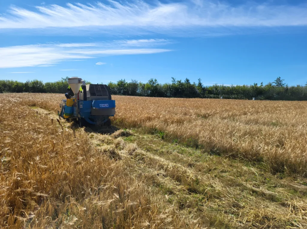 Høsting av forsøksfelt i økologisk bygg