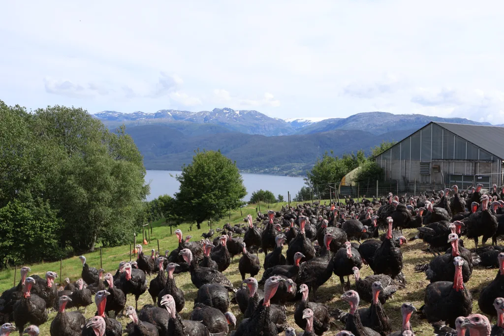 Kalkuner er gode beitedyr, men i Norge finnes det kun en produsent med økologisk kalkun i større skala.