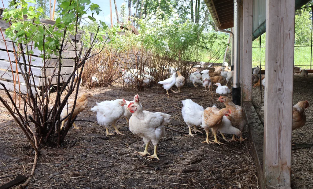 Her er det planta busker og satt opp kunstige skjul i form av potetkasser nær der slaktekyllingene kommer ut på uteområdet fra verandaen.