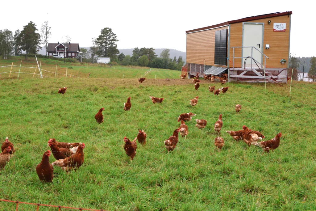 Brune Lohmann verpehøns med mobilt hønsehus som går på beiter hvor sau og storfe har gått før dem