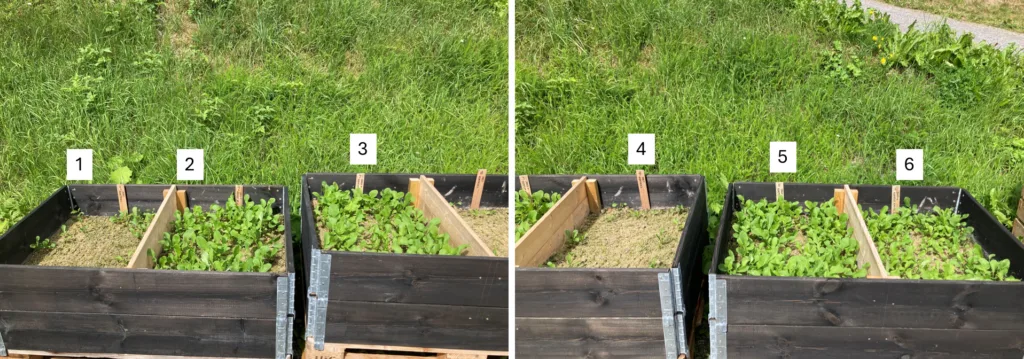 Ruccolaforsøk i pallekarmer på Tingvoll i 2024: Nedmoldet blåskjellkompost ga kraftig vekstøkning i næringsfattig jord. Fra venstre mot høyre: Bare jord, kompost hele skjell, kompost knuste skjell, bare jord, kompost knuste skjell, kompost hele skjell.