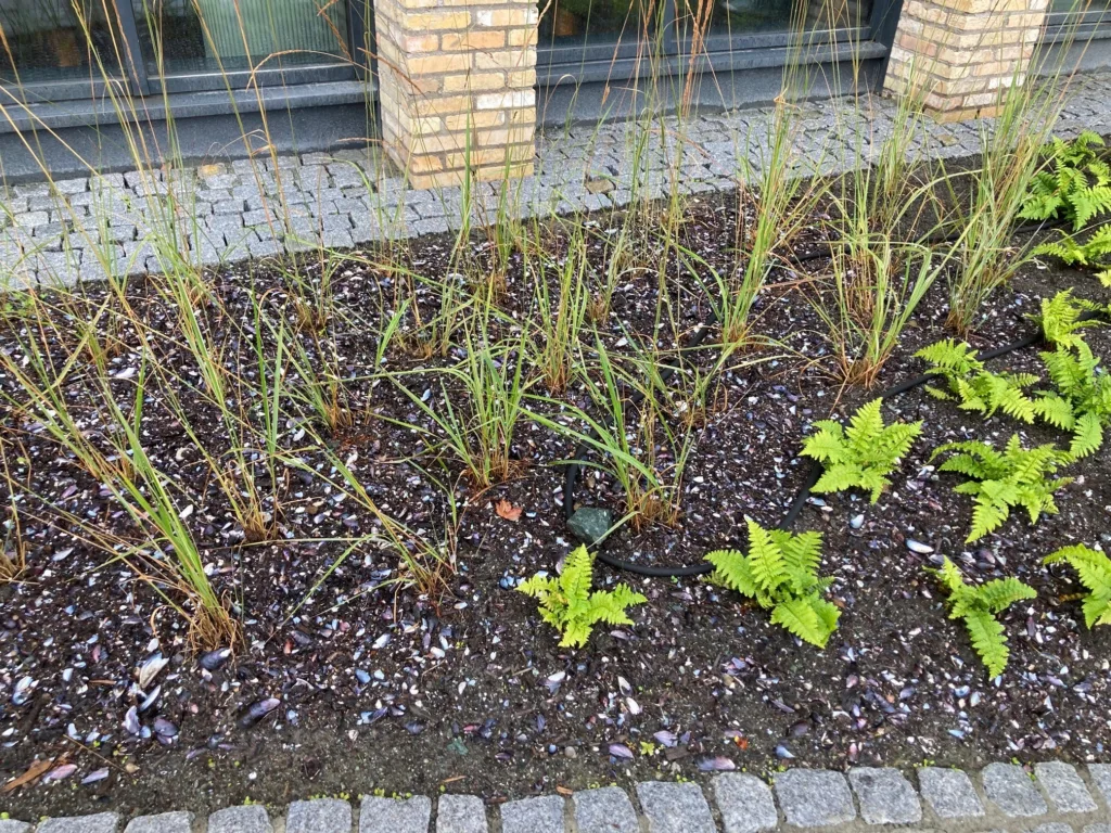 I grøntanlegg i Trondheim (2024) ga blåskjellkompost minst like god veksteffekt som langtidsvirkende mineralgjødsel i etableringsåret. Skjellrestene på overflaten bidro samtidig til et dekorativt preg.