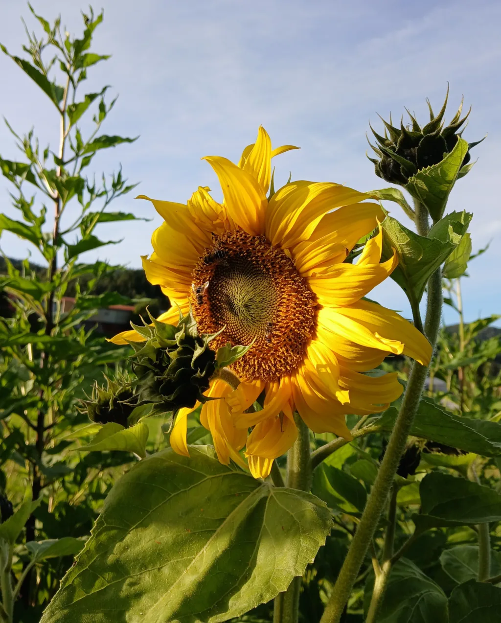 Agrobiodiversitet bidrar til en rekke økosystemtjenester som er avgjøende for et velfungerende landbruk.