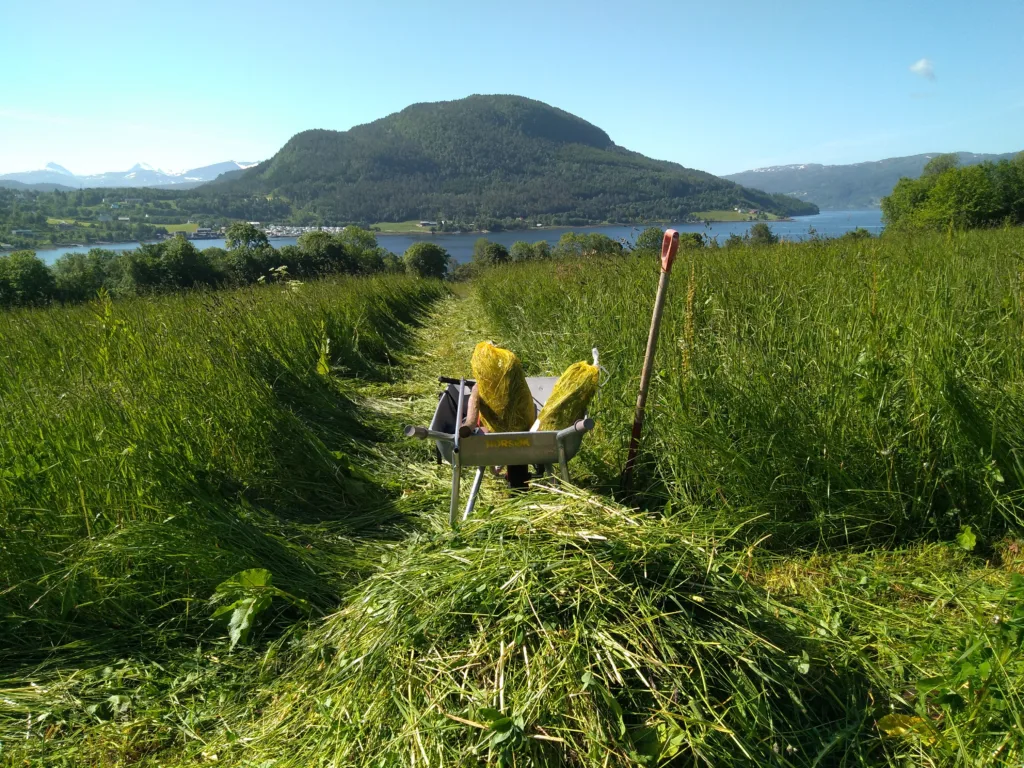 Økt temperatur i vekstsesongen har ført til tidligere høsting av enga og ofte tre slåtter istedenfor to. Foto: Sara Hansdotter