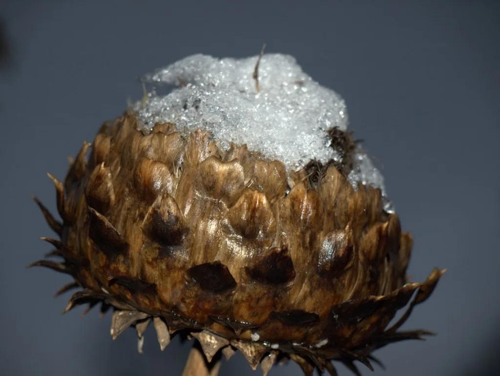 Kardon har mindre blomster enn artisjokk, maks 10 cm brede. Til gjengjeld er den mer vinterherdig. Foto: Susanne Friis Pedersen Kardon har mindre blomster enn artisjokk, maks 10 cm brede. Til gjengjeld er den mer vinterherdig. Foto: Susanne Friis Pedersen
