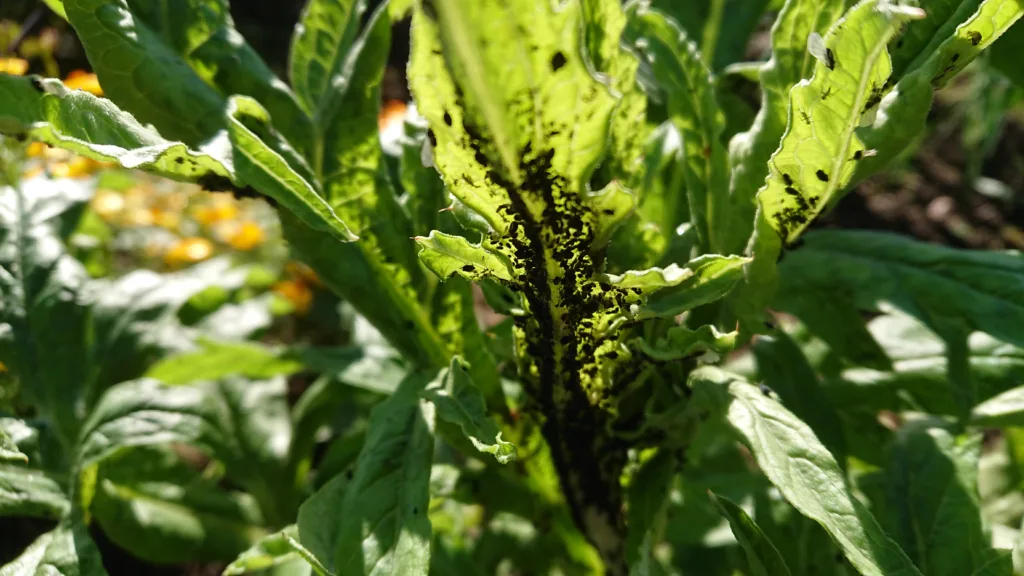 Artisjokk kan være utsatt for svarte bladlus (betebladlus). Foto: Susanne Friis Pedersen Artisjokk kan være utsatt for svarte bladlus (betebladlus). Foto: Susanne Friis Pedersen
